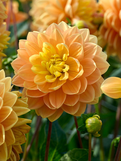 Upright dahlia plant with bright golden flowers in summer garden