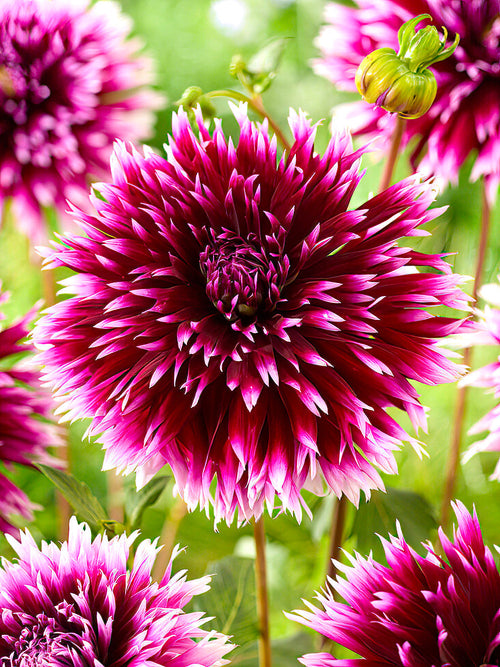 Cactus Dahlia ‘Alauna Clair-Obscur’