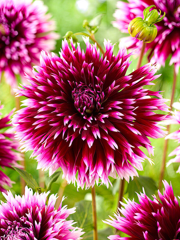 Cactus Dahlia ‘Alauna Clair-Obscur’