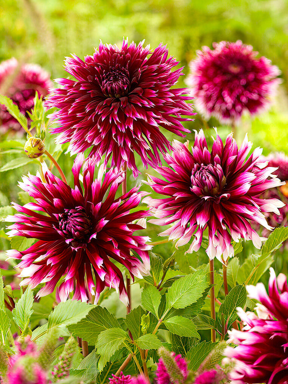 Layered petals of Dahlia ‘Alauna Clair-Obscur’ in bloom