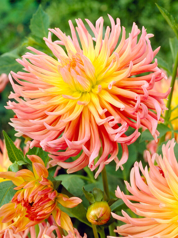 Dahlia Alfred Grille for spring planting