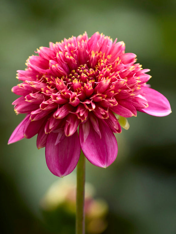 Close-up of Dahlia Alyshia showing textured flower centre
