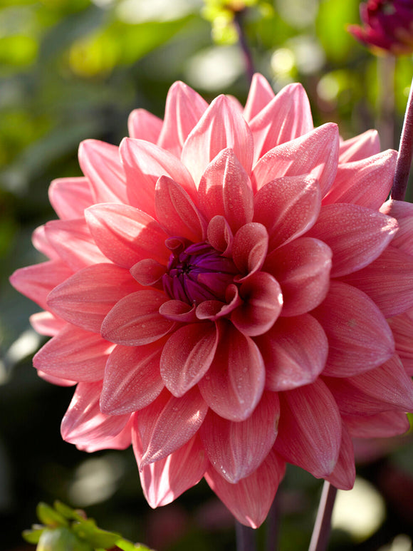 Dark decorative dahlias flowering in summer garden border