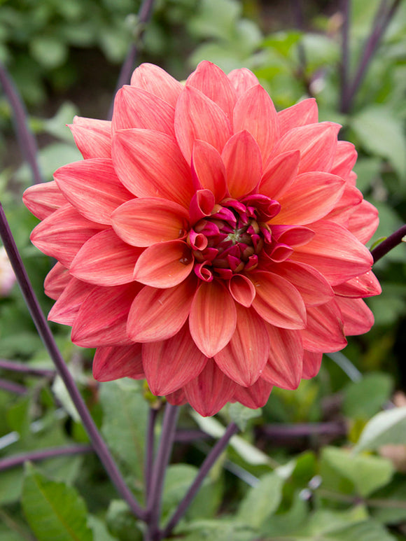Dahlia American Dawn