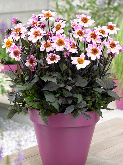 Dahlia Tubers American Pie from Holland