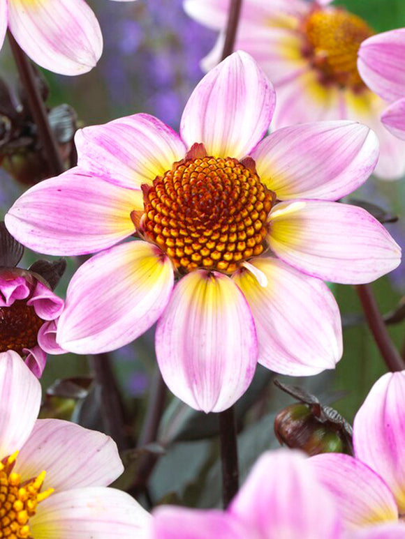 Dahlia American Pie Single Flowered Dahlia