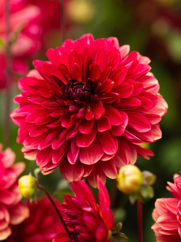 Dahlia ‘Antibes’ deep red decorative bloom