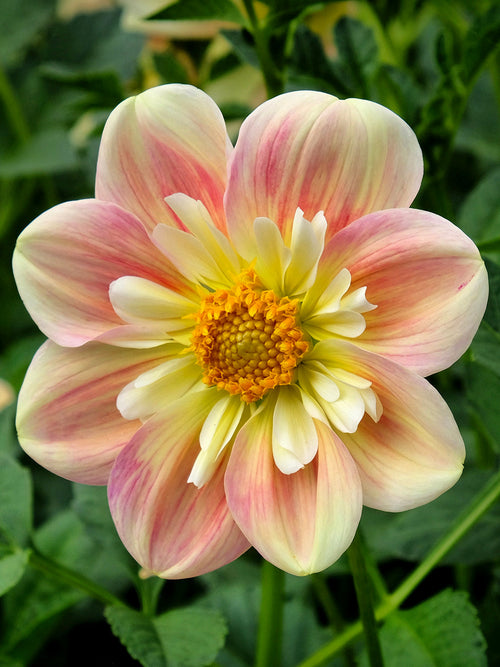 Anemone dahlia April Heather with apricot and blush petals