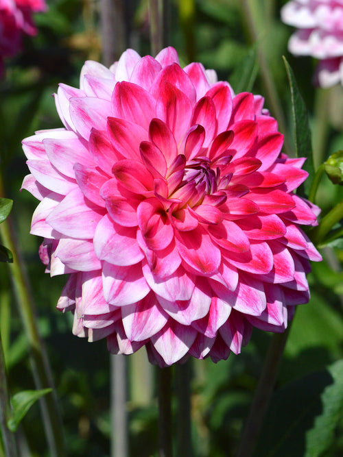 Dahlia Arthur Hambley top sized dahlia tubers from Holland
