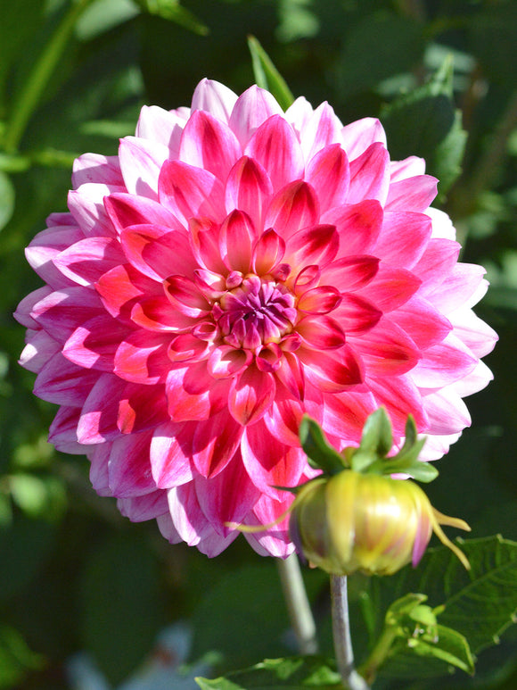 Dahlia Arthur Hambley for EU shipping in the spring