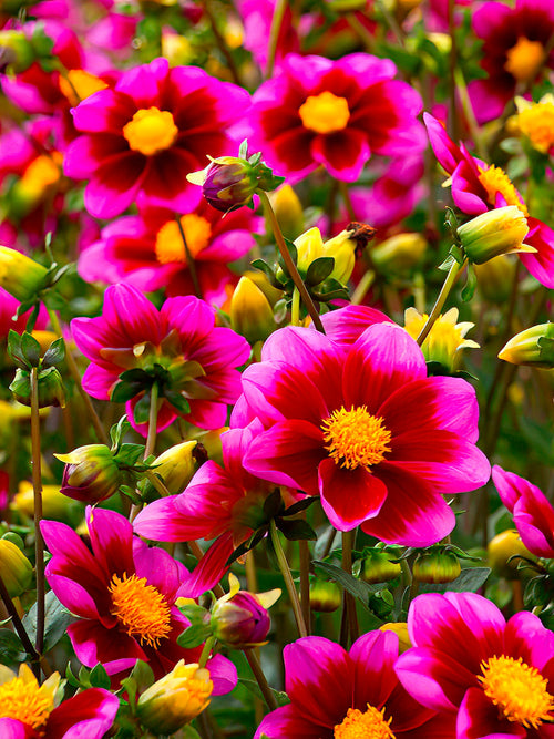 Dahlia Bashful - EU delivery