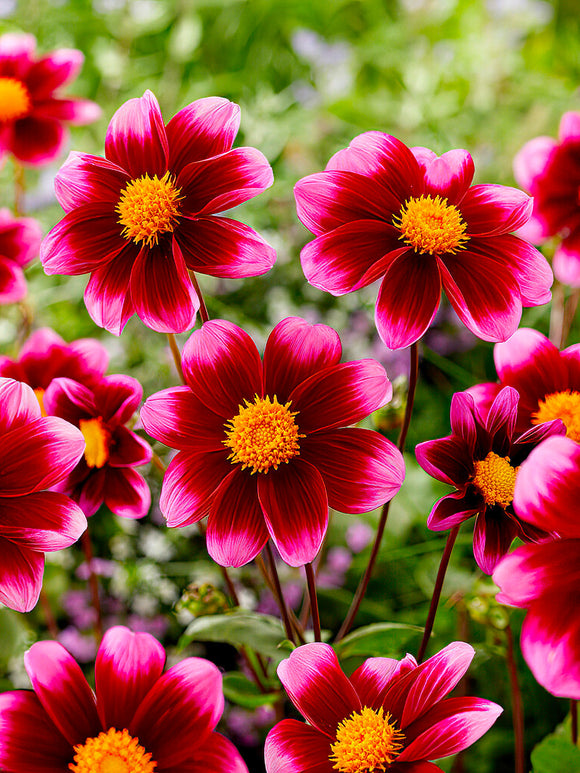 Collarette Dahlia ‘Bashful’ in garden border