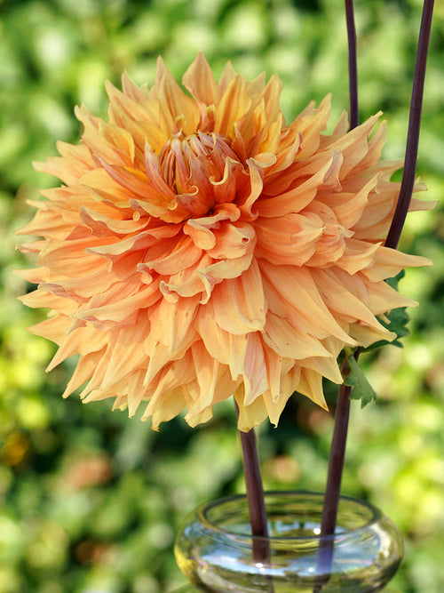 Dahlia Big Brother top size dahlia tubers