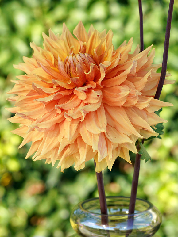 Dahlia Big Brother top size dahlia tubers