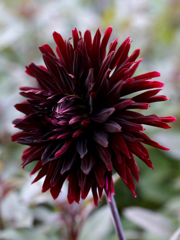 Dahlia Black Jack growing on tall stems in border