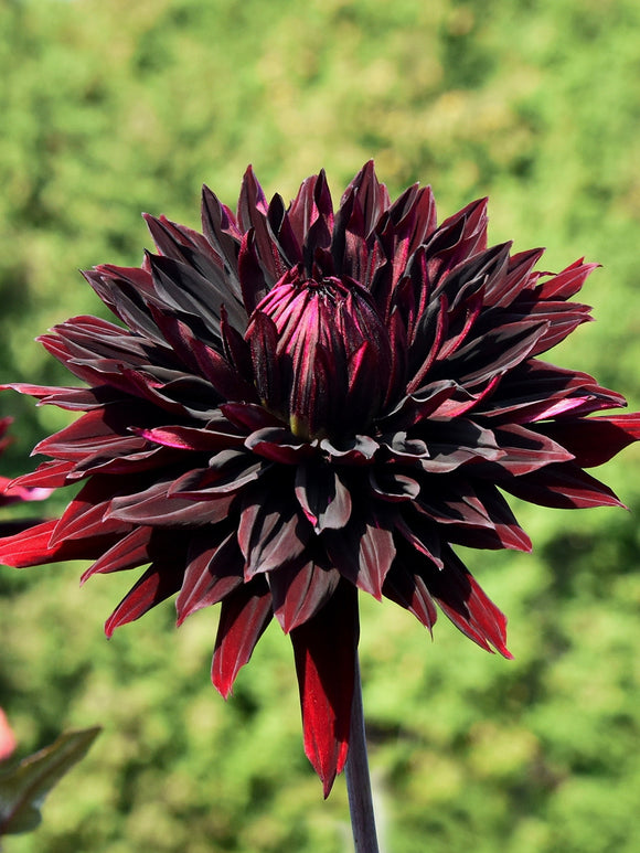 Dark burgundy cactus dahlia Black Jack in summer garden