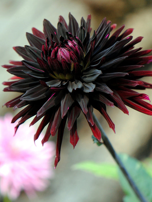 Cactus dahlia with deep red and burgundy tones
