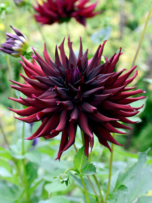 Close-up of Dahlia Black Narcissus near-black spiky bloom