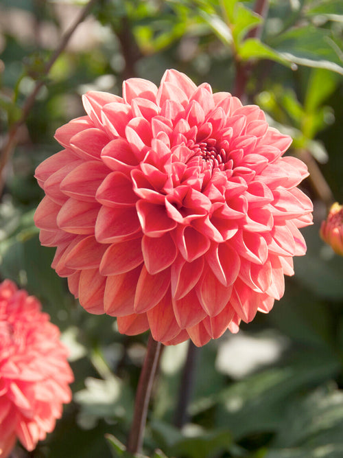 Large orange Dahlia ‘Blitzer’ flower head