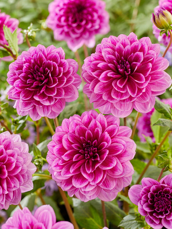 Dahlia Blue Bell order now for EU shipping