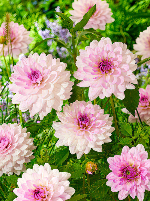 Dinnerplate Dahlia ‘Blush Mirage’