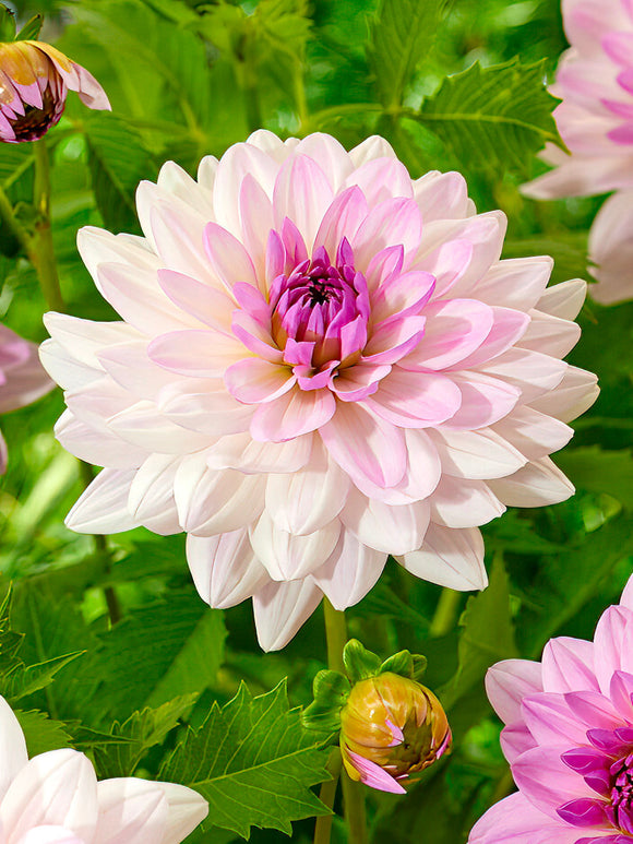 Large lilac-centred Dahlia ‘Blush Mirage’