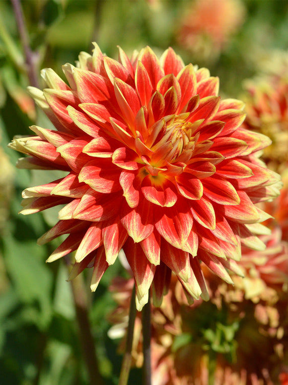 Dahlia Bodacious for EU shipping in the spring