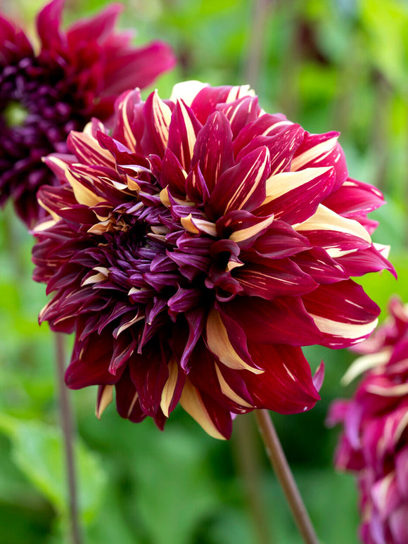 Large dinnerplate Dahlia Bohemian Spartacus in bloom