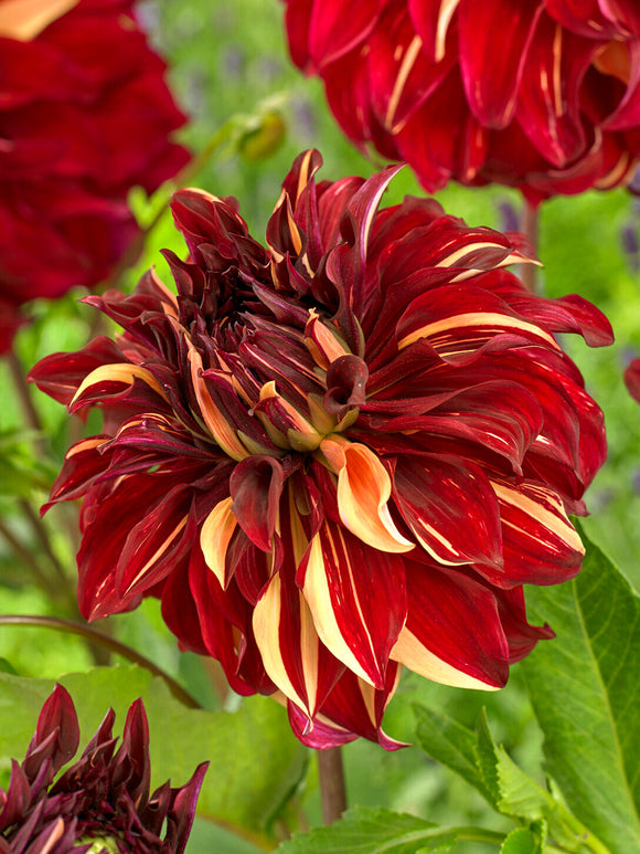Tall Dahlia Bohemian Spartacus in summer garden border