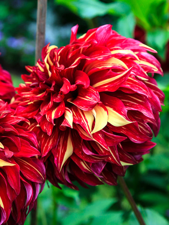 Red and cream streaked Dahlia Bohemian Spartacus flower
