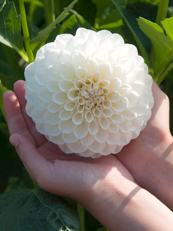 Ball Dahlia Boom Boom White