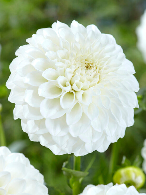 Buy Dahlia Boom Boom White from Holland to EU