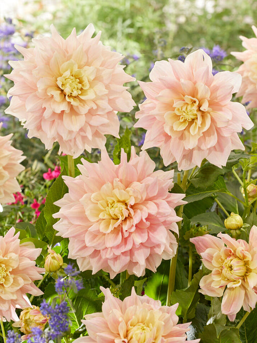 Dahlia Break Out from Holland