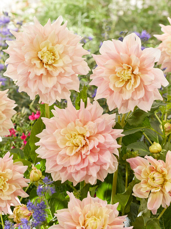 Dahlia Break Out from Holland