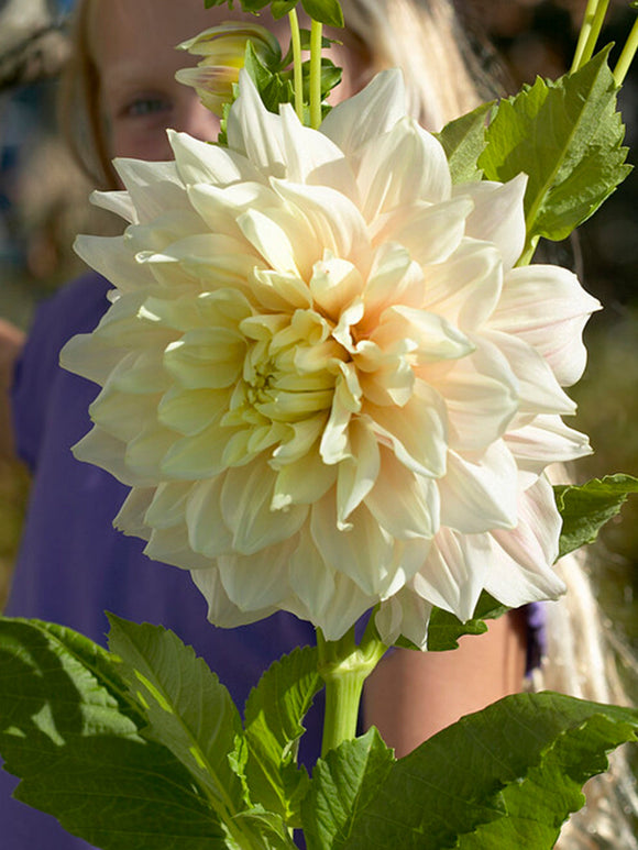 Dahlia Break Out buy now for spring delivery in the EU