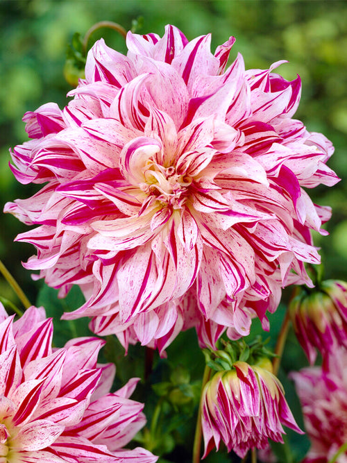 Dahlia Bristol Stripe Tubers from Holland