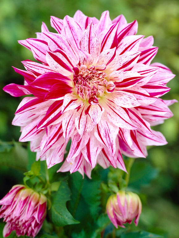 Dahlia Bristol Stripe plant in spring