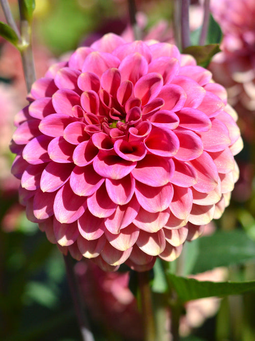 Ball Dahlia Burlesca for spring planting