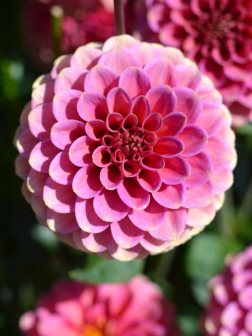 Dahlia Burlesca for EU shipping in the spring