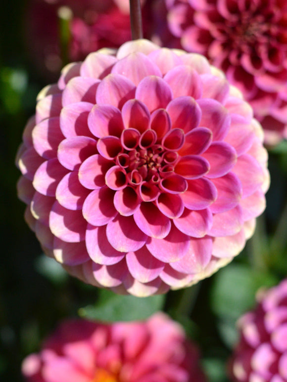 Dahlia Burlesca for EU shipping in the spring