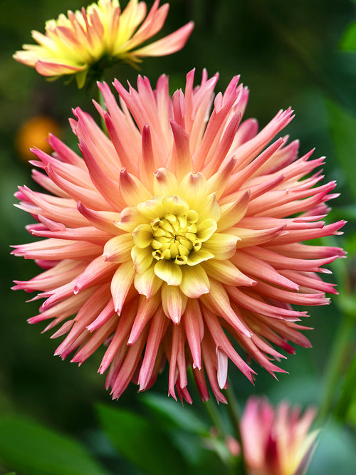 Close up of warm toned semi cactus dahlia petals