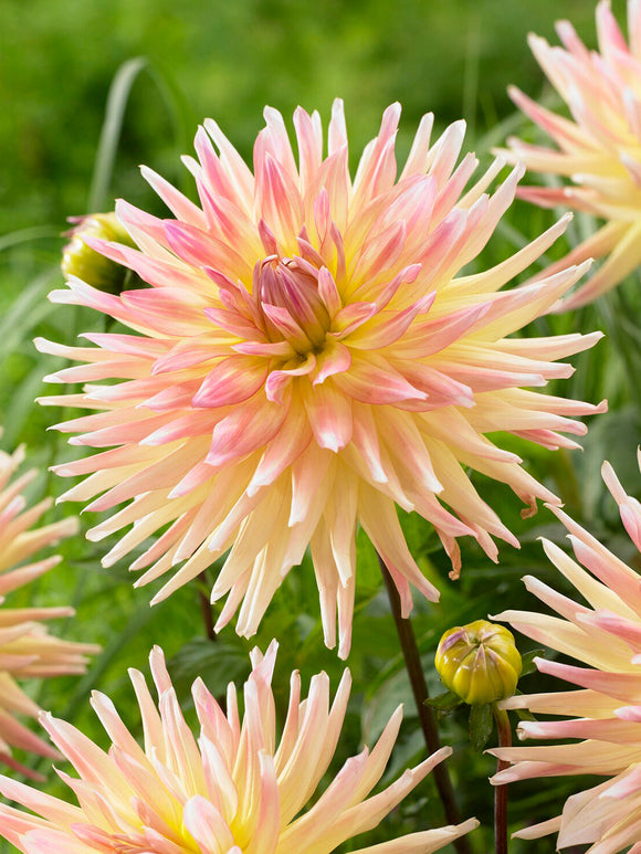 Soft semi cactus Dahlia Cabana Banana in bloom