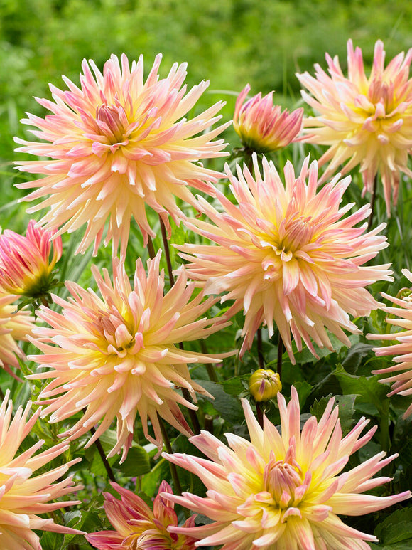 Cream yellow and blush pink dahlia flower Cabana Banana