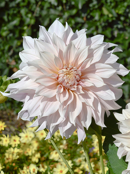 Dahlia Cafe au Lait buy from Holland to EU