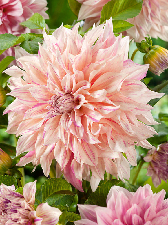 Dahlia Cafe au Lait Twist Tubers from Holland
