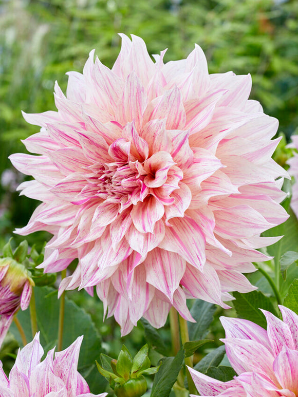 Dahlia Cafe au Lait Twist spring planted tubers