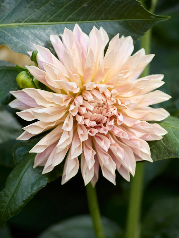 Dahlia ‘Café de Paris’ cream and blush-pink bloom