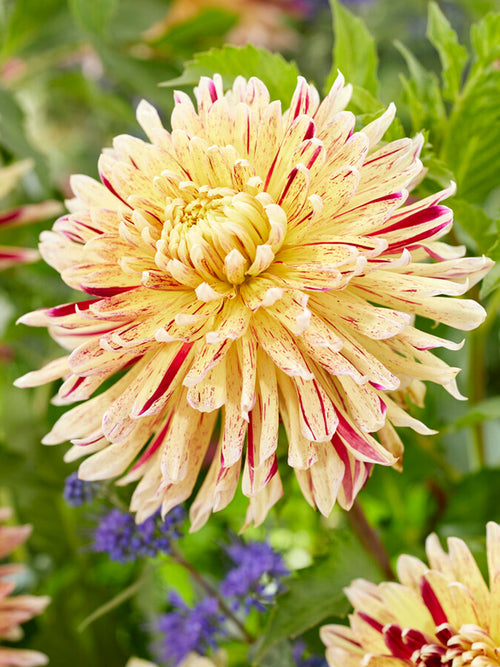 Dahlia Cambridge Tubers