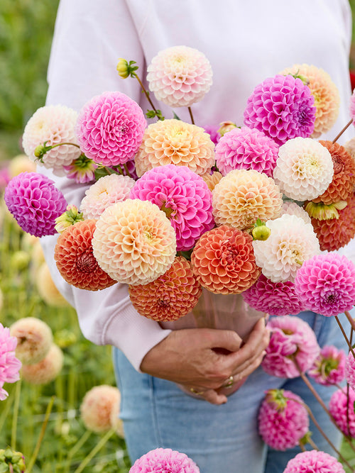 Colourful ball dahlias for borders and cut flowers