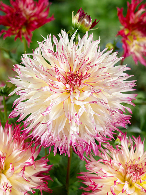 Fimbriata Dahlia Caproz Josephine with fringed petals